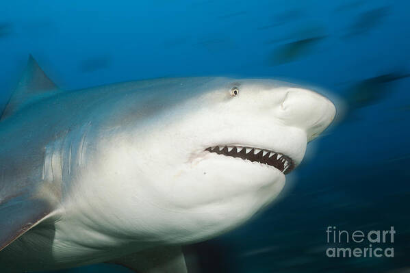 Bull Shark Poster featuring the photograph Bull Shark by Reinhard Dirscherl