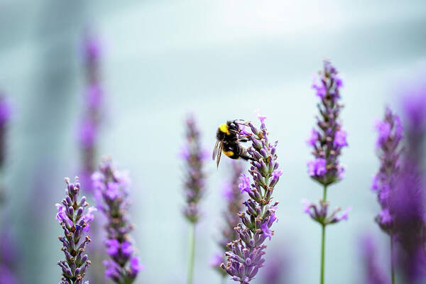 Lavender Poster featuring the photograph Bumblebee and Lavender by Nailia Schwarz