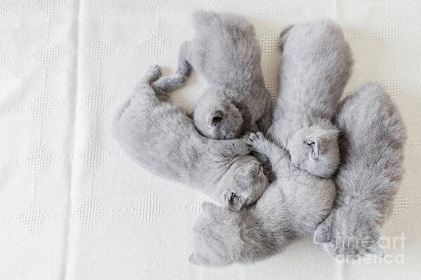 Cat Poster featuring the photograph Bunch of fluffy cats. British shorthair. by Michal Bednarek