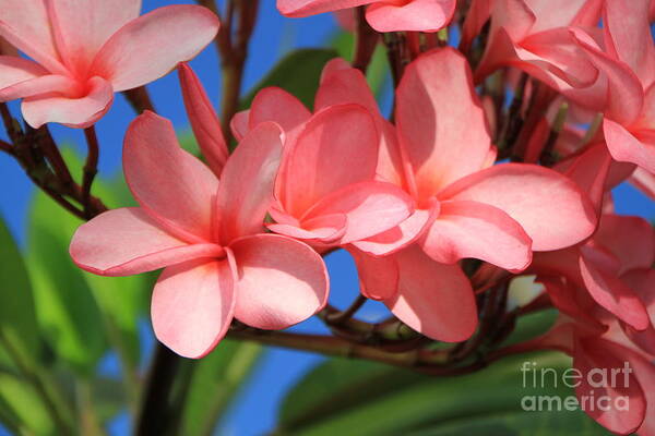 Pink Plumerias Poster featuring the photograph Bunches of Pink Plumerias by Edward R Wisell