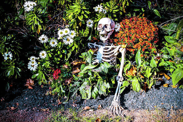 Skeleton Poster featuring the photograph Buried Alive - Skeleton garden by Colleen Kammerer