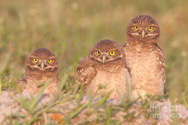 Clarence Holmes Poster featuring the photograph Burrowing Owl Siblings by Clarence Holmes
