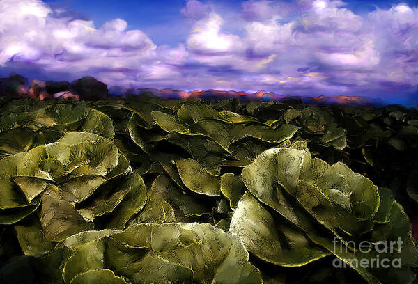 Lettuce Poster featuring the digital art Butter Lettuce in Yuma by Lisa Redfern