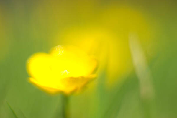 Buttercup Poster featuring the photograph Buttercup by Tony Serzin