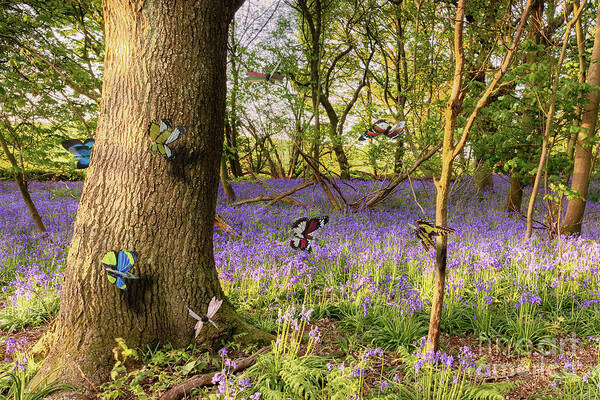 Butterflies Poster featuring the photograph Butterflies in a bluebell woodland by Simon Bratt
