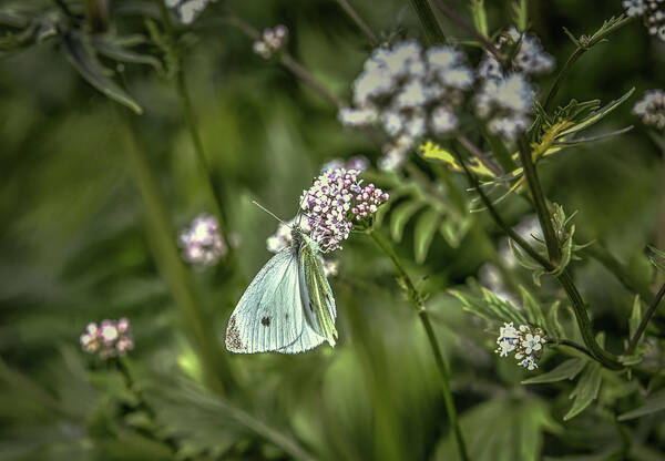 Butterfly Poster featuring the photograph Butterfly in green #g6 by Leif Sohlman