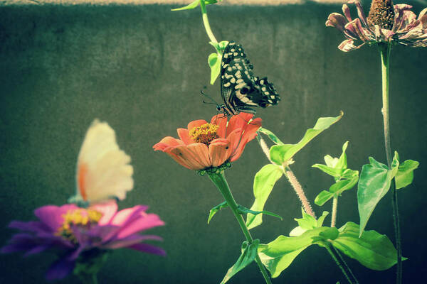 Butterfly Flower Poster featuring the photograph Butterfly by Marissa Meiring