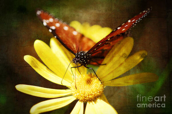 Butterfly Poster featuring the photograph Butterfly on a Daisy by Saija Lehtonen