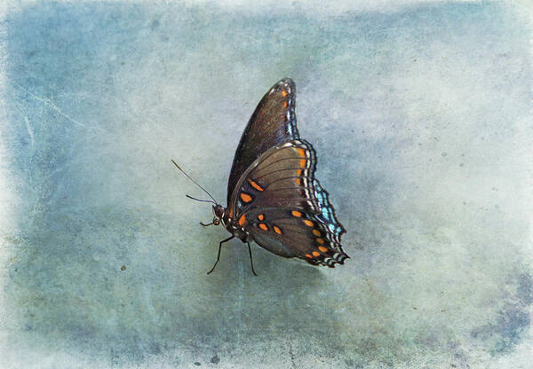 Butterfly Poster featuring the photograph Butterfly on Blue by Sandy Keeton