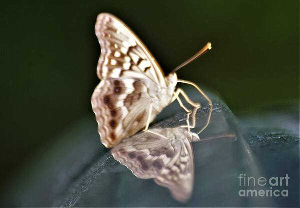 Butterflies Poster featuring the photograph Butterfly on my car2 by Merle Grenz