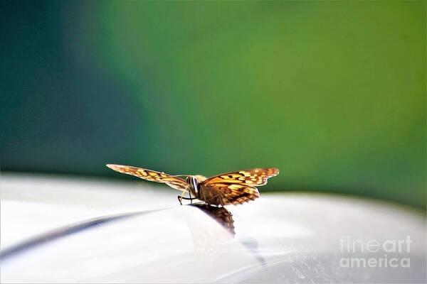Butterflies Poster featuring the photograph Butterfly on my car5 by Merle Grenz