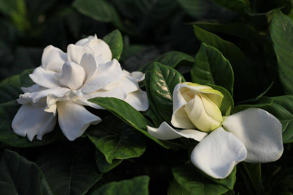 Gardenia Poster featuring the photograph Buttermint Gardenia by Tammy Pool