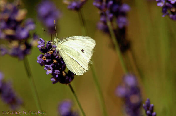 Cabbage White Poster featuring the photograph Cabbage White Butterfly by Franz Roth