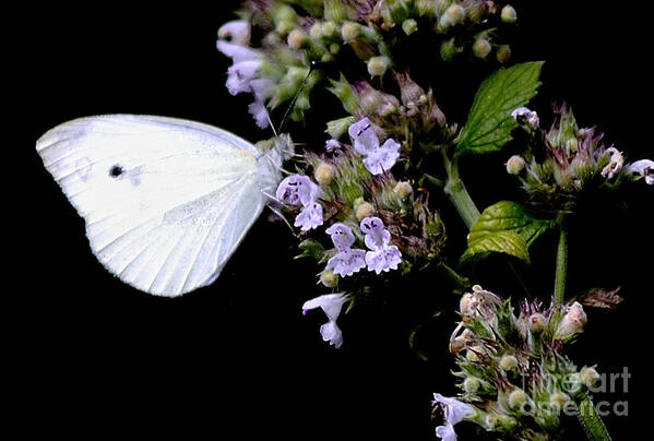 Cabbage White Poster featuring the photograph Cabbage White on Catnip by Randy Bodkins