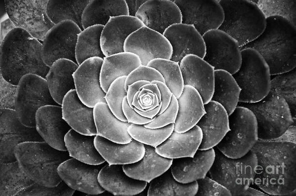 Cactus Poster featuring the photograph Cactus 18 Deep BW by Cassie Marie Photography