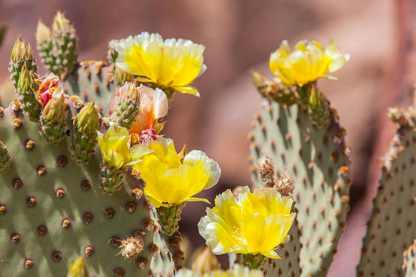 Texas Poster featuring the photograph Cactus Flowers by SR Green