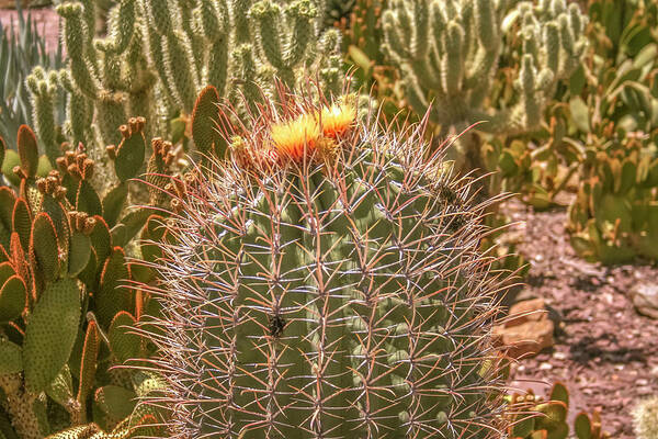 Cactus Poster featuring the photograph Cactus yellowtop by Darrell Foster