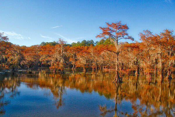 Caddo Lake Poster featuring the photograph Caddo in the Fall by Linda James
