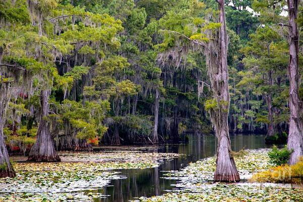 Cypress Trees Poster featuring the photograph Caddo Lake by Linda James