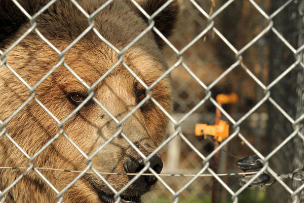 Bear Poster featuring the photograph Caged Bear by Travis Rogers
