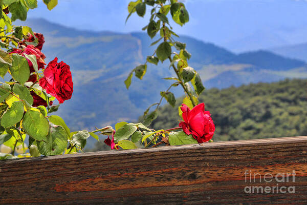 Cahecho Poster featuring the photograph Cahecho 155A7783a by Diana Raquel Sainz