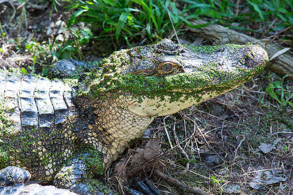 Animal Poster featuring the photograph Caiman by Allan Morrison