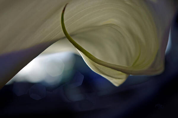 Adria Trail Poster featuring the photograph Cala Lily Curl by Adria Trail