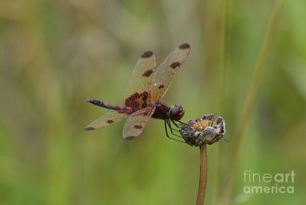 Teter Creek Lake Poster featuring the photograph Calico Pennant by Randy Bodkins
