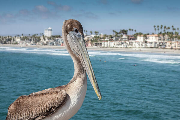 Animal Poster featuring the photograph California Pelican by John Wadleigh