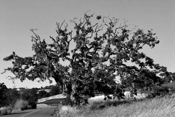 Tree Poster featuring the photograph California Roadside Tree - Black and White by Matt Quest