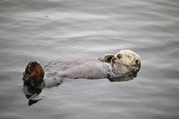 Morro Bay Poster featuring the photograph California Sea Otter by Art Block Collections