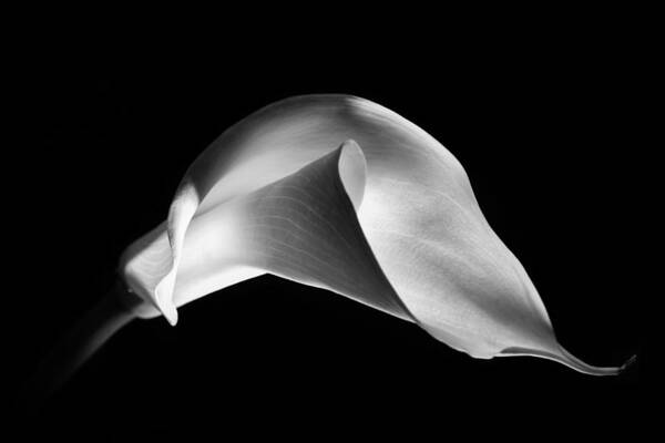 Black And White Poster featuring the photograph Calla Lily 1 by Lilia S