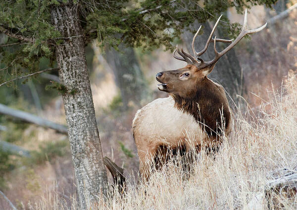 Bull Elk Poster featuring the photograph Calling Her Name by Deby Dixon