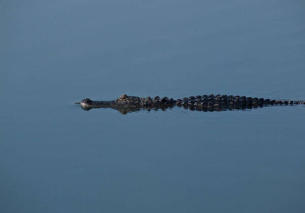 Alligator Poster featuring the photograph Calm Water Cruise by Steven Sparks