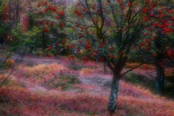 West Virginia Poster featuring the photograph Canaan Valley Red by Roberta Kayne