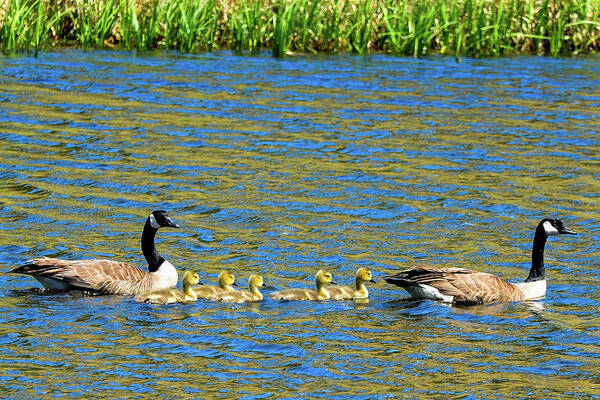 Geese Poster featuring the photograph Canada Geese with 5 goslings by Marilyn Burton