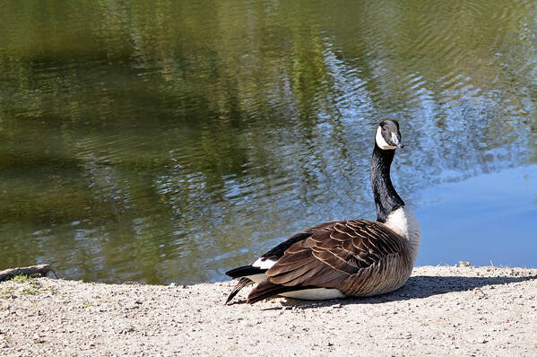 Canada Goose Poster featuring the photograph Canada Goose, Basking In The Sun by Rod Johnson