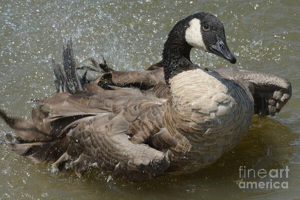 Canada Goose Poster featuring the photograph Canada Goose Bathing in Lake by Merrimon Crawford