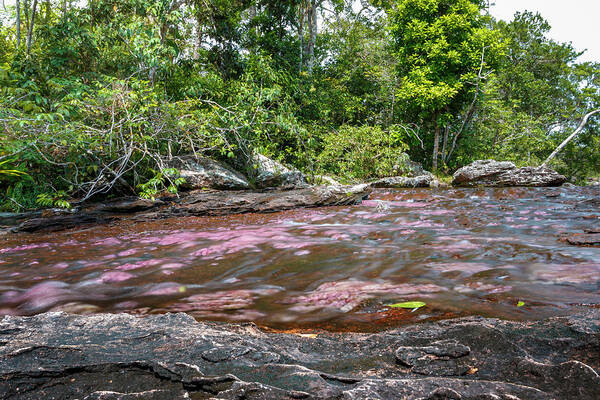 Colombia Poster featuring the photograph Cano Cristales La Macarena Colombia by Adam Rainoff