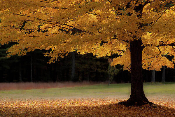 Yellow Maple Tree Poster featuring the photograph Canopy of Autumn Gold by Jeff Folger