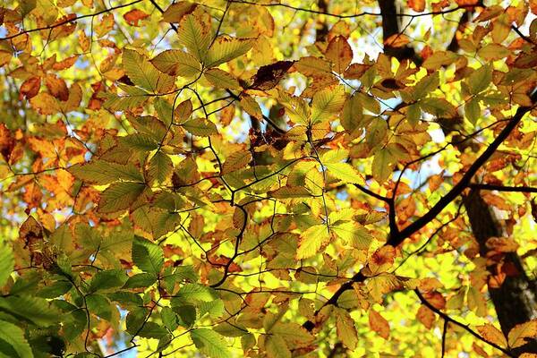 Autumn Poster featuring the photograph Canopy of Autumn Leaves by Angie Tirado