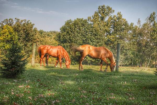 Horses Poster featuring the photograph 1006 - Caramel Horses I by Sheryl L Sutter