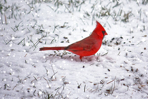Bird Poster featuring the photograph Cardinal in the snow by Suzanne Stout