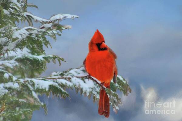 Cardinal Poster featuring the photograph Cardinal in Winter II by Janette Boyd