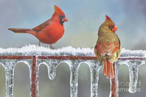 Icicles Poster featuring the photograph Cardinals and Icicles by Janette Boyd