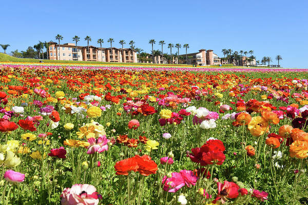 Carlsbad Poster featuring the photograph Carlsbad flower field by Dung Ma