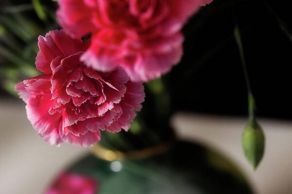 Carnations Poster featuring the photograph Carnation Series 2 by Mike Eingle
