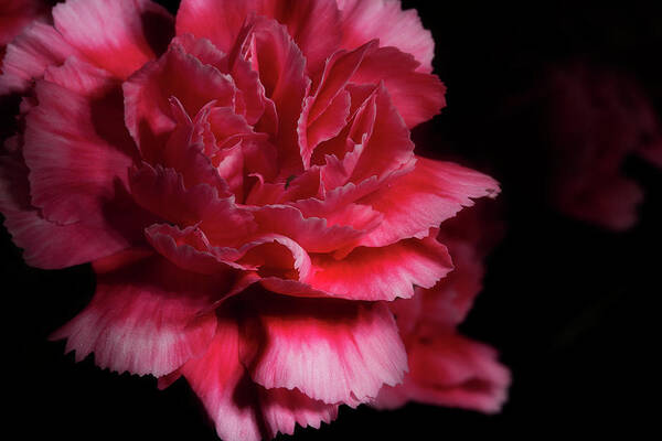 Carnation Poster featuring the photograph Carnation Series 5 by Mike Eingle