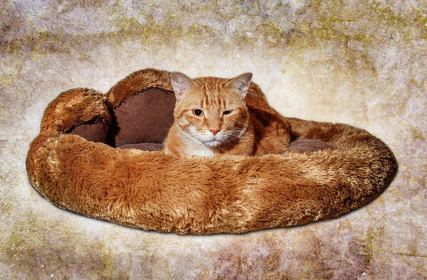 Animal Poster featuring the photograph Cat Bed by Doug Long