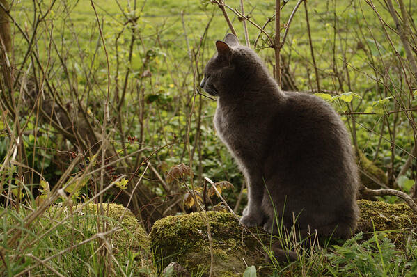 Cat Poster featuring the photograph Cat In The Country by Adrian Wale